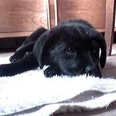 Cheska 6 weken oud