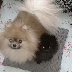 Snapshot van Kenji & Nina!