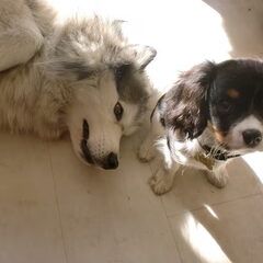 sunny en tika