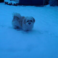 Heerlijk door de sneeuw! Elke keer weer genieten.