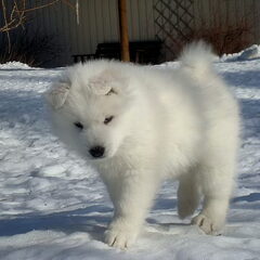 kleine Chinook