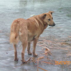 Dobber