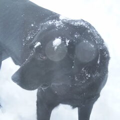 Onze labrador van 6 jaar!