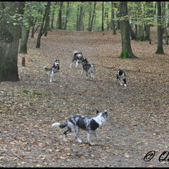 HP wandeling Heemstede