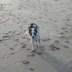 BorderCollie Strandwandeling December 2010.