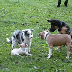 Op puppycursus!