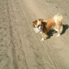 dit is ons lief schatje Lizzy die op 3 augustus 2010…