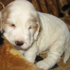 Dit is onze pup Fabian, hier 4 weken oud (4-1-2011)