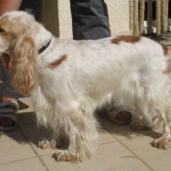 En dit moeder Bijou, 2,5 jaar oud, van Duits-Nederlandse…