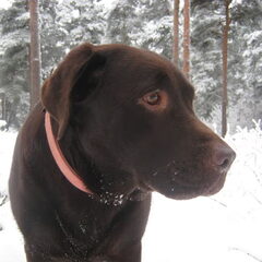 Rossi vlak voor kerst 2010