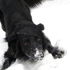 Raja in de sneeuw