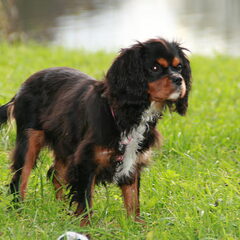 7 maanden oud.