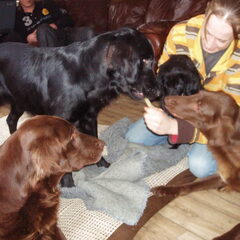 Bo was onze eerste flatcoat. Wij waren er erg gek op. En…