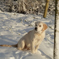 bianca in de sneeuw