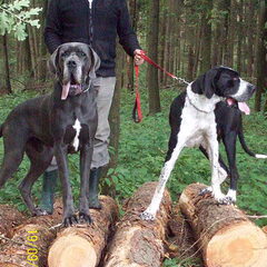 links is mijn trose papa floyd een blauwe dog en rechts is…
