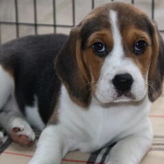 Wat een plaatje he? Onze Miss Beagle