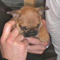 kleine moppie is hier 6 weken oud!!
