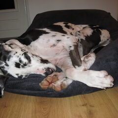 pony in diepe slaap