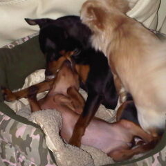Stoeien met Bibi en Lina