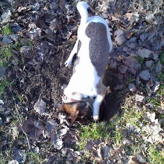 Lucky aan het graven