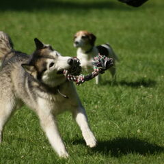 Hondentraining 2009