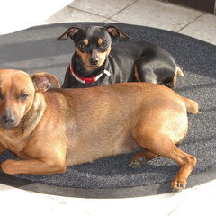 Mira & Xena genieten van het zonnetje.