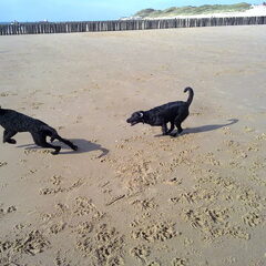 Op het strand kwam Joris een net zo´n actieve hond tegen…