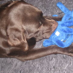 Rossi tuttert met octo.