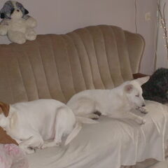 Hier onze 3 lieverds op de bank.