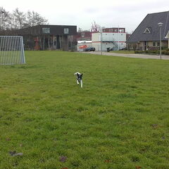 Joeeehoeeeeeeeeeeeee renne naar baasje