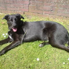 Eefke als volwassen hond.