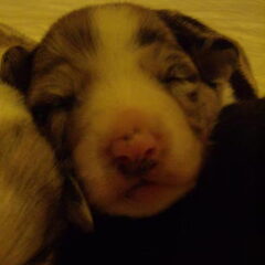 Lieffff :)