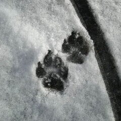 Lief he ??