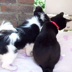 samen gluren bij de buren.. ;) R.I.P. Laila.