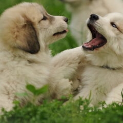 puppen