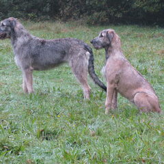 Joy & Jentl