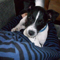 Odie 11 week oud