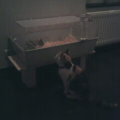 Therry (R.I.P) met caafje Bumper
