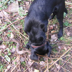 Pépé in de tuin 24