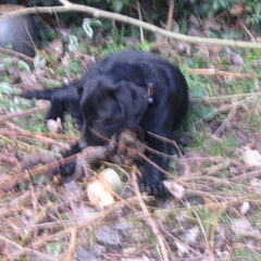 Pépé in de tuin 26