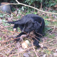 Pépé in de tuin 27