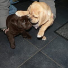 Sammie, onze puggle met Kaya van 4 weken. Een retriever pup.