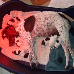 Enkele pups zijn hier juist geboren (16-01-11).
