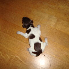 Puppie 2 Geboren: 16-01-11 Gewicht: 310 gr. Meisje Uur…