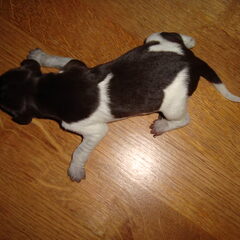 Puppie 3 Geboren: 16-01-11 Gewicht: 429 gr. Manneke Uur…