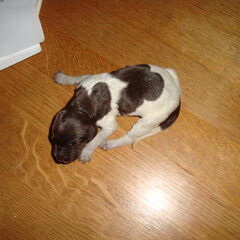 Puppie 5 Geboren: 16-01-11 Gewicht: 338 gr. Meisje Uur…