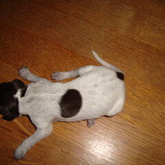 Puppie 7 Geboren: 16-01-11 Gewicht: 361 gr. Manneke Uur…
