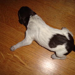 Puppie 9 Geboren: 16-01-11 Gewicht: 412 gr. Manneke Uur…