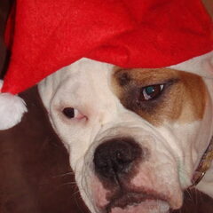 kerstbeest