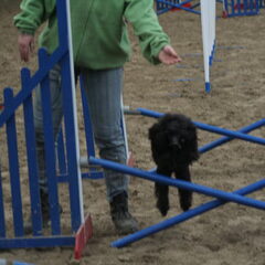 behendigheid